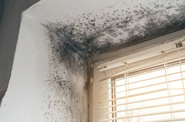 Affordable Black Mold Remediation solutions in Clinton, KY
