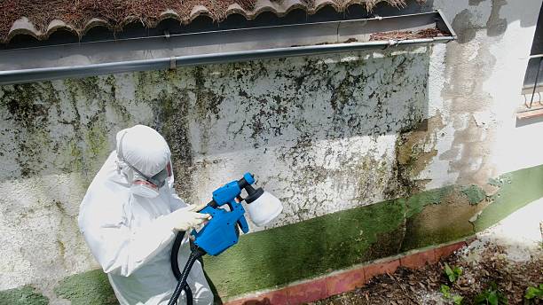 Top rated local Black Mold Remediation specialists in Clinton, KY